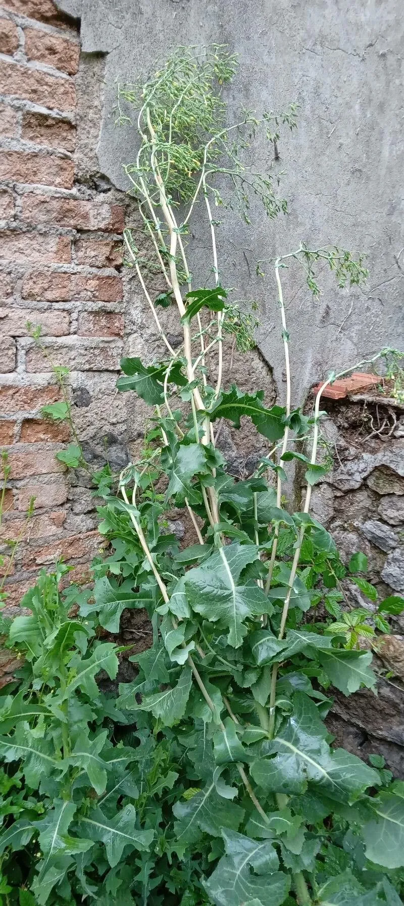 Wild lettuce (Lactuca quercina, Sp. Pl.: 795 (1753))