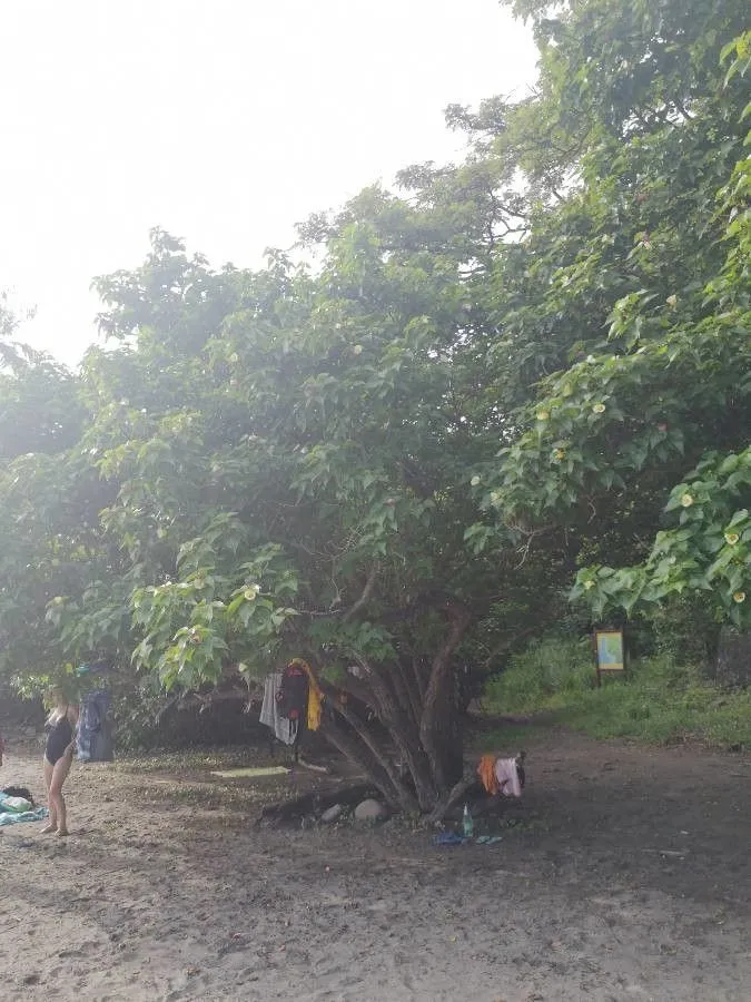 Portia tree (Thespesia populnea, Ann. Mus. Hist. Nat. 9: 290 (1807))