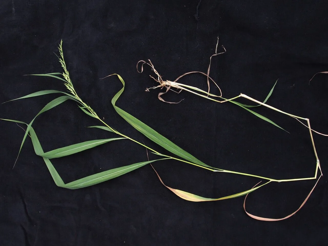 Mauritian grass (Apluda mutica, Sp. Pl.: 82 (1753))