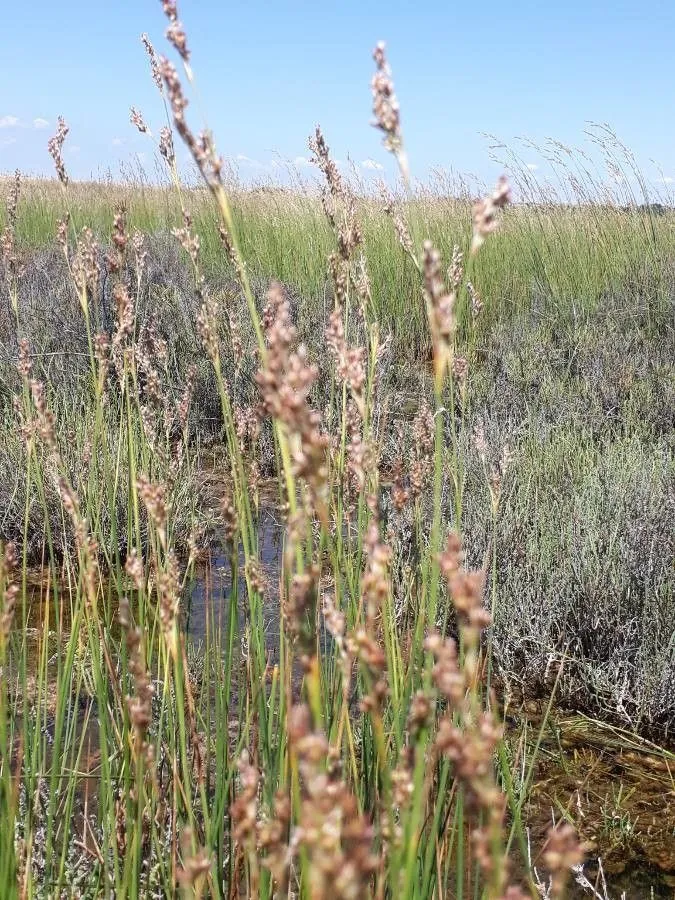 Somerset rush (Juncus subulatus, Fl. Aegypt.-Arab.: 75 (1775))