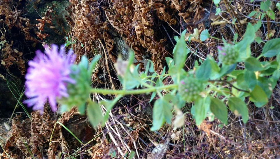 Coyote-mint (Monardella villosa, Bot. Voy. Sulphur: 42 (1844))