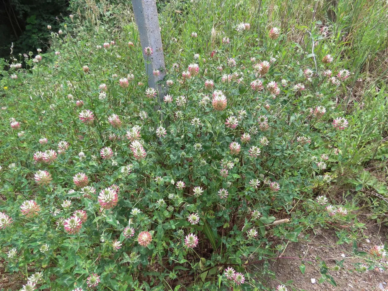 Arrowleaf clover (Trifolium vesiculosum, Fl. Pis. 2: 165 (1798))