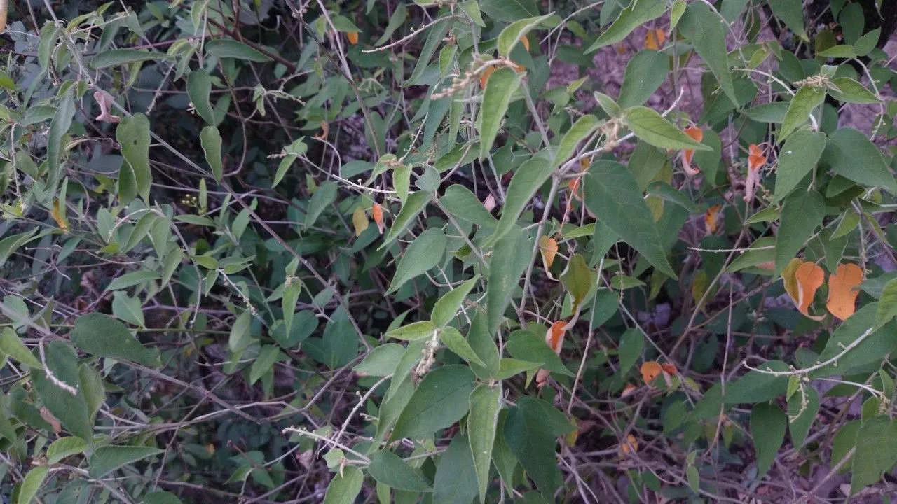 Cortez’s croton (Croton cortesianus, F.W.H.von Humboldt, A.J.A.Bonpland & C.S.Kunth, Nov. Gen. Sp. 2: 83 (1817))