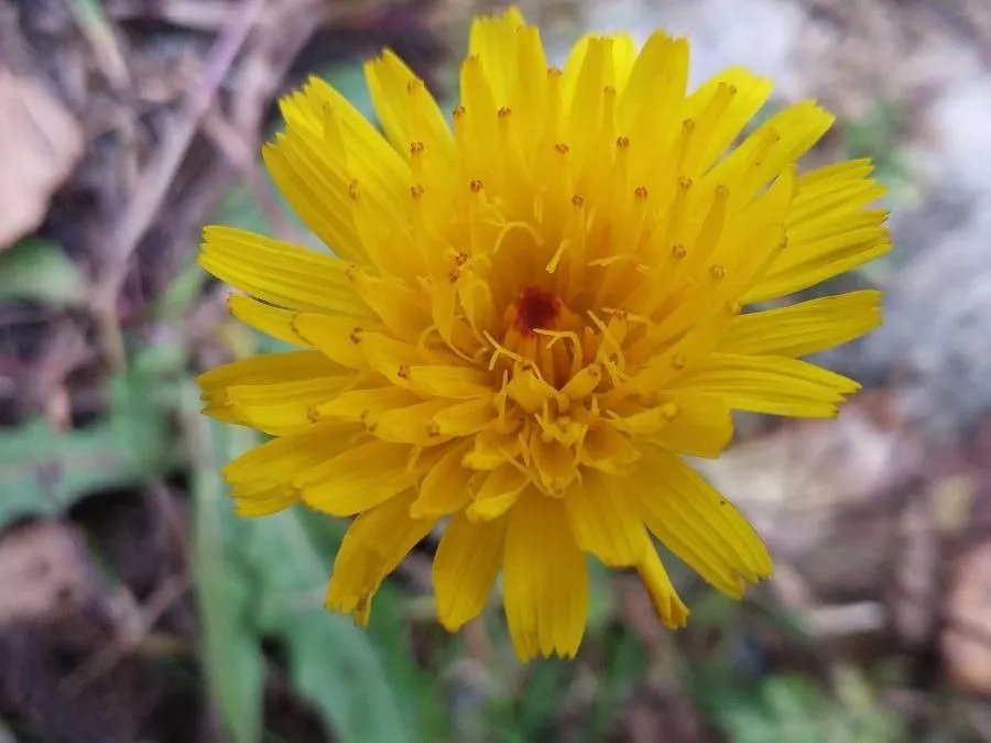 Rough hawkbit (Leontodon hispidus, Sp. Pl.: 799 (1753))