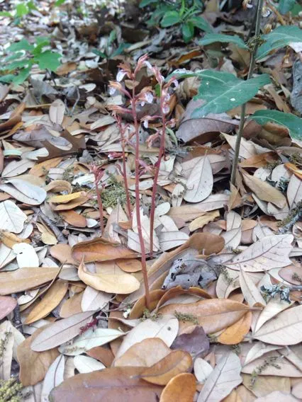 Spring coralroot (Corallorhiza wisteriana, J. Acad. Nat. Sci. Philadelphia 6: 145 (1829))