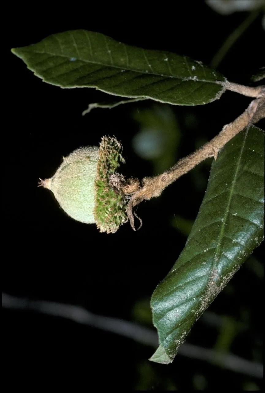 Tanoak (Notholithocarpus densiflorus, Madroño 55: 188 (2008))