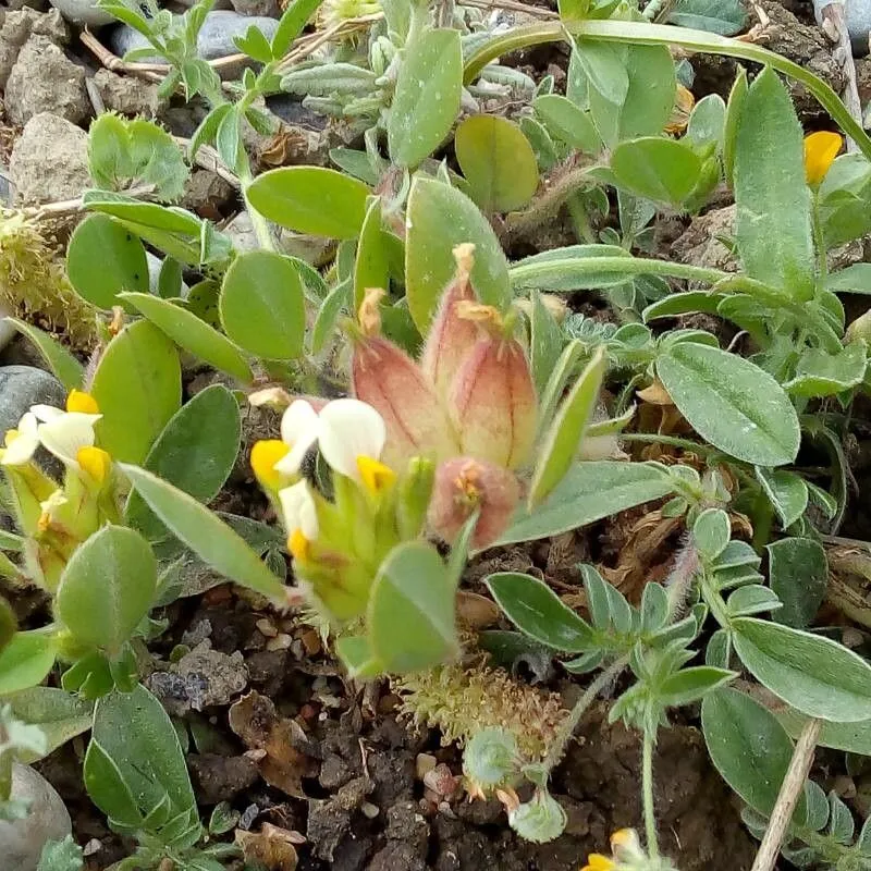 Bladder vetch (Tripodion tetraphyllum, Ann. Soc. Linn. Lyon, n.s., 16: 359 (1868))