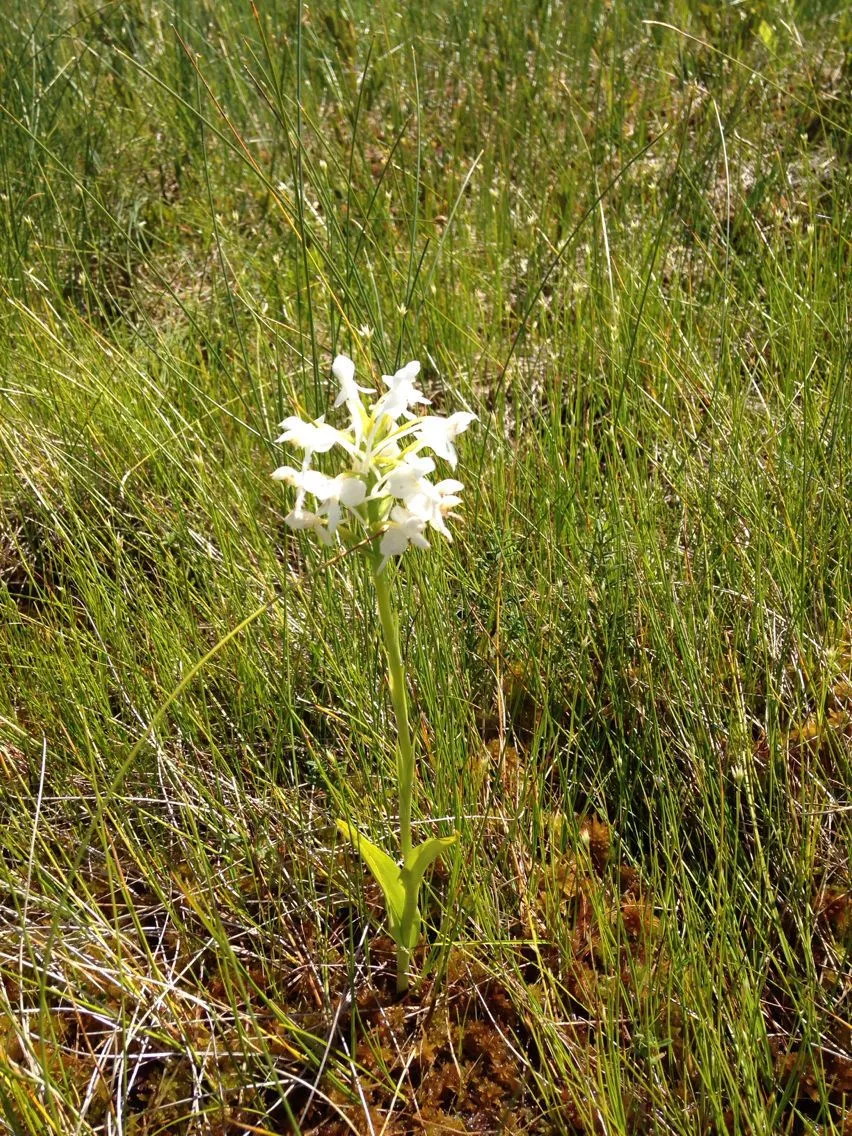 White fringed orchid (Platanthera blephariglottis, Gen. Sp. Orchid. Pl.: 291 (1835))