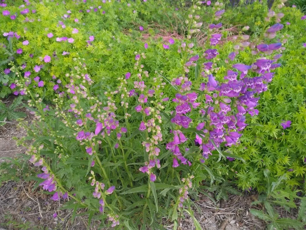 Rocky mountain penstemon (Penstemon strictus, A. L. P. P. de Candolle, Prodr. 10:324. 1846)