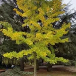 Ginkgoaceae