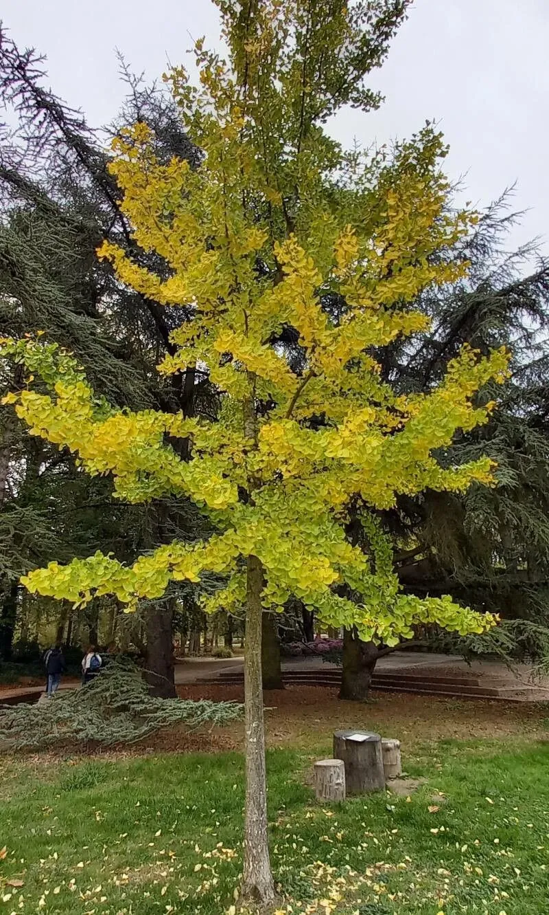 Ginkgo (Ginkgo biloba, Mant. Pl. 2: 313 (1771))