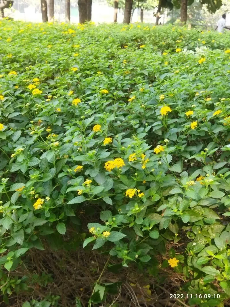 Hammock shrubverbena (Lantana canescens, F.W.H.von Humboldt, A.J.A.Bonpland & C.S.Kunth, Nov. Gen. Sp. 2: 259 (1818))