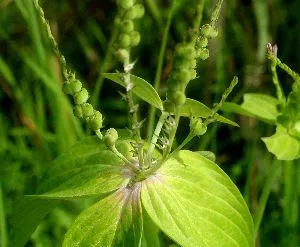 West indian-pink (Spigelia anthelmia, Sp. Pl.: 149 (1753))