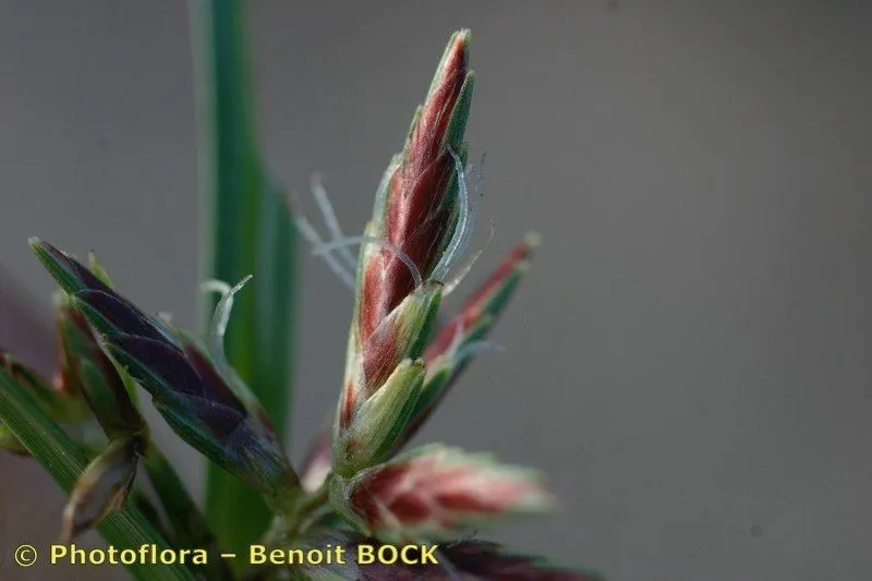 Tidal marsh flat sedge (Cyperus serotinus, Descr. Icon. Rar. Pl.: 31 (1773))