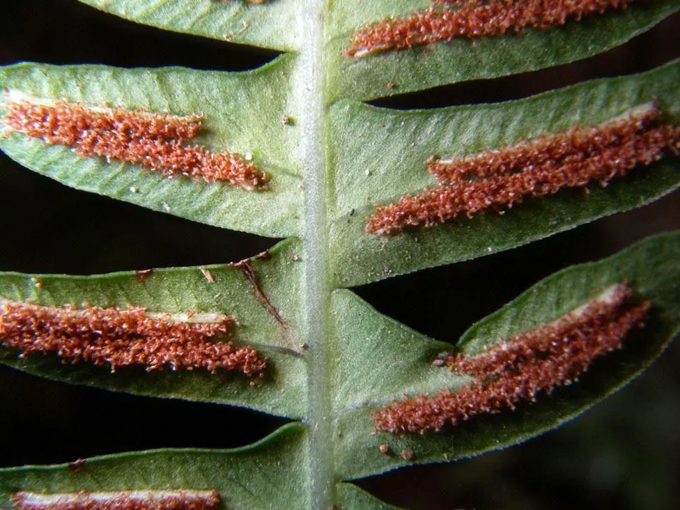 Narrowleaf midsorus fern (Blechnum polypodioides, Opusc. Sci. 3: 294 (1819))