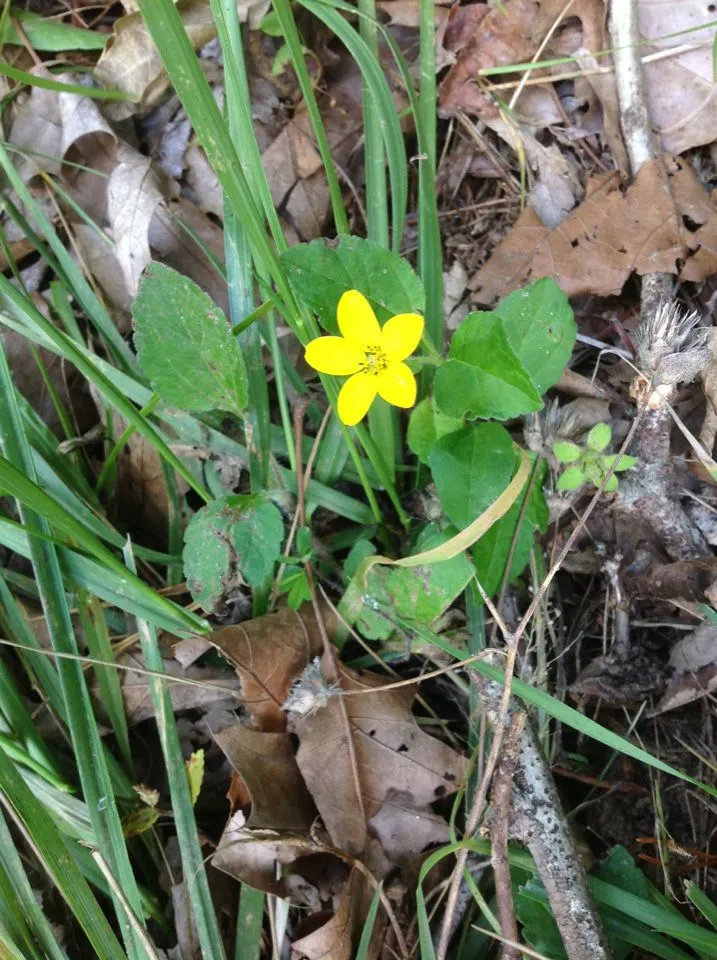 Golden-knee (Chrysogonum virginianum, Sp. Pl.: 920 (1753))