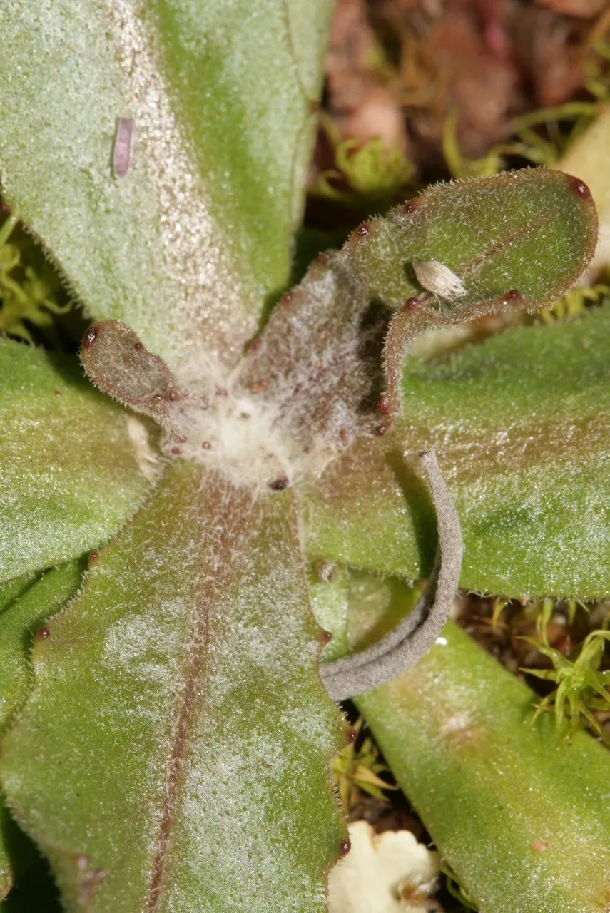 Umbrella milkwort (Tolpis umbellata, Mém. Soc. Méd. Emul. Gen. 2: 133 (1803))