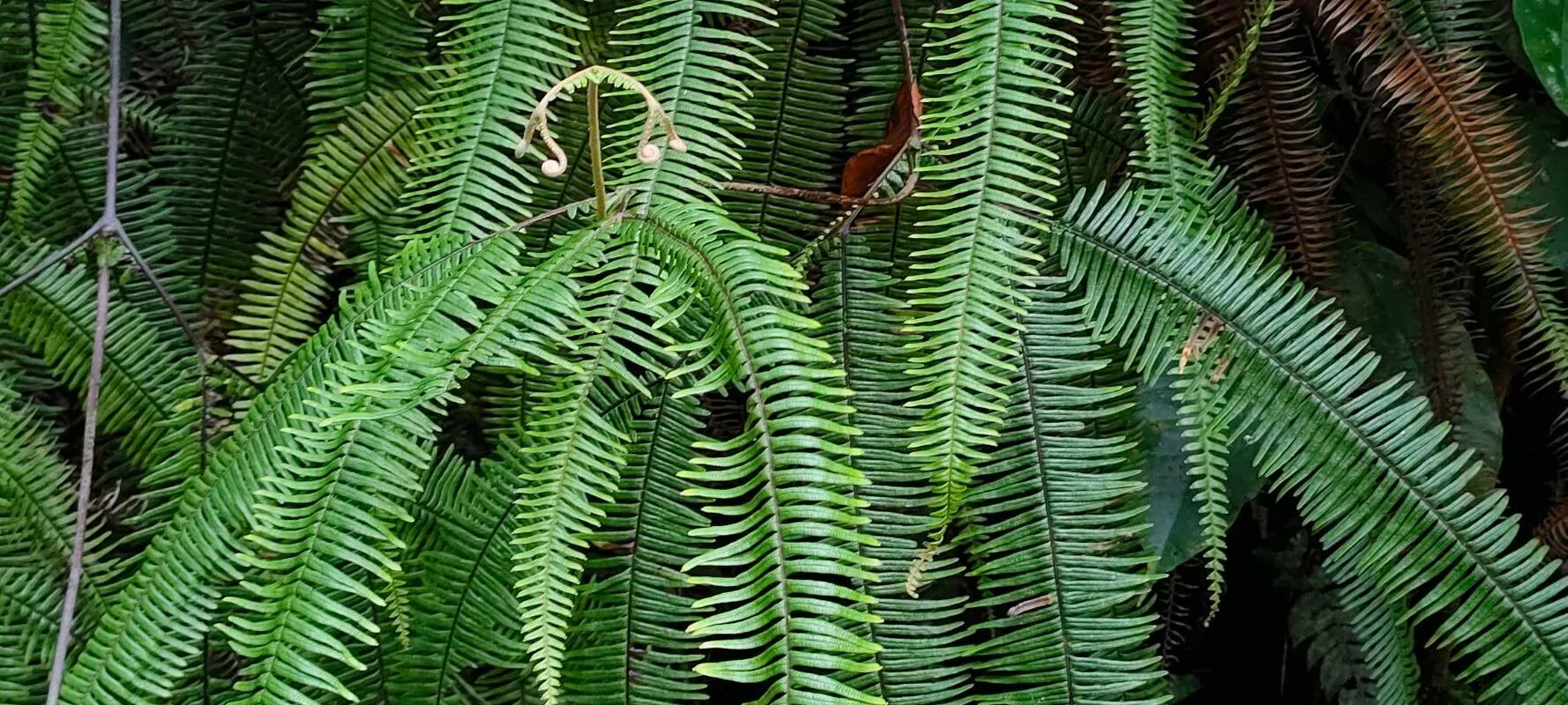 Mexican umbrella fern (Sticherus bifidus, Sunyatsenia 5: 282 (1940))