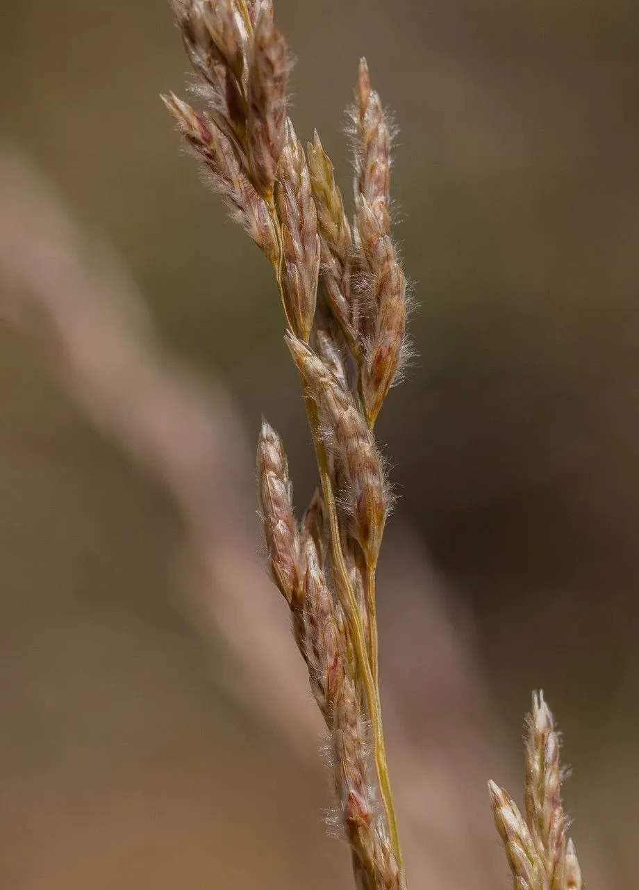 Slim tridens (Tridentopsis mutica, Taxon 63: 284 (2014))