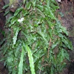 Hymenophyllaceae