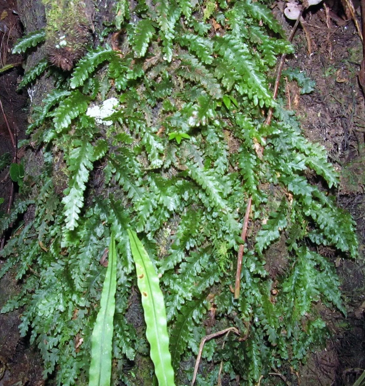 Jeweled bristle fern (Trichomanes polypodioides, Sp. Pl.: 1098 (1753))