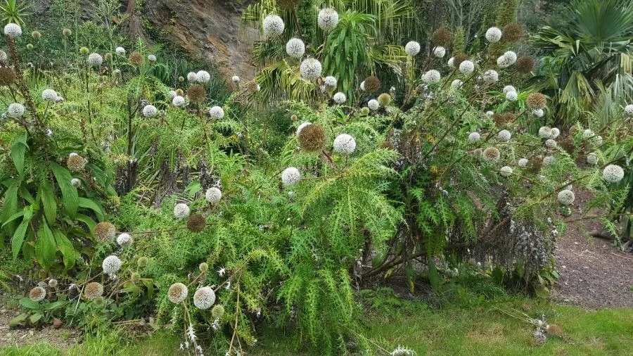 Tall globe thistle (Echinops exaltatus, 2: 15)