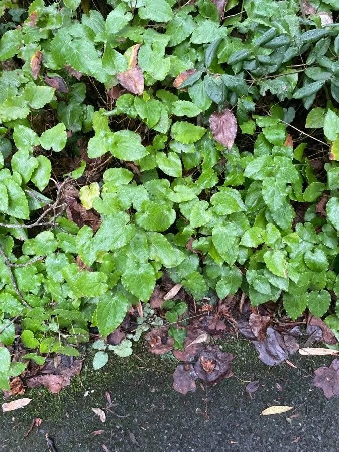 Barrenwort (Epimedium alpinum, Sp. Pl.: 117 (1753))