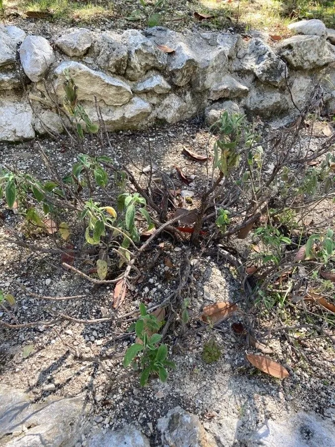 Greek sage (Salvia fruticosa, Gard. Dict. ed. 8: n.º 5 (1768))