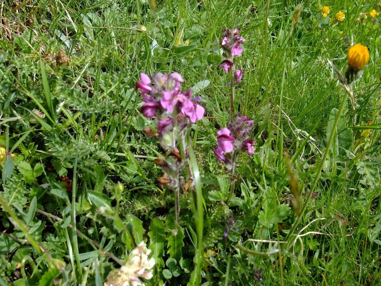 Flesh-pink lousewort (Pedicularis rostratospicata, Stirp. Austr. Fasc., ed. 2: 317 (1769))