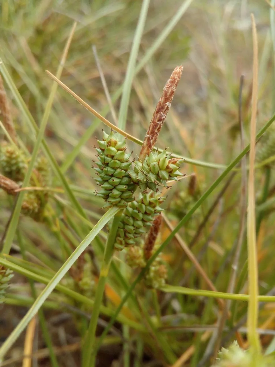 Longbract sedge (Carex extensa, Trans. Linn. Soc. London 2: 175 (1794))