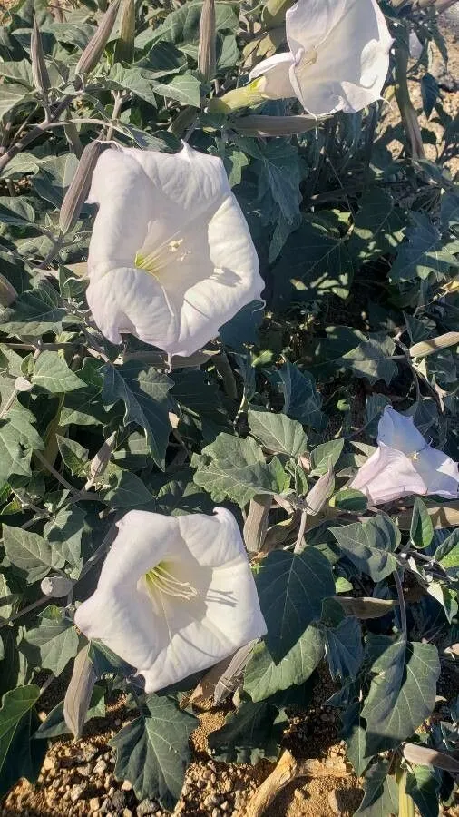 Desert thorn-apple (Datura discolor, Neues J. Pharm. Aerzte 26: 149 (1833))