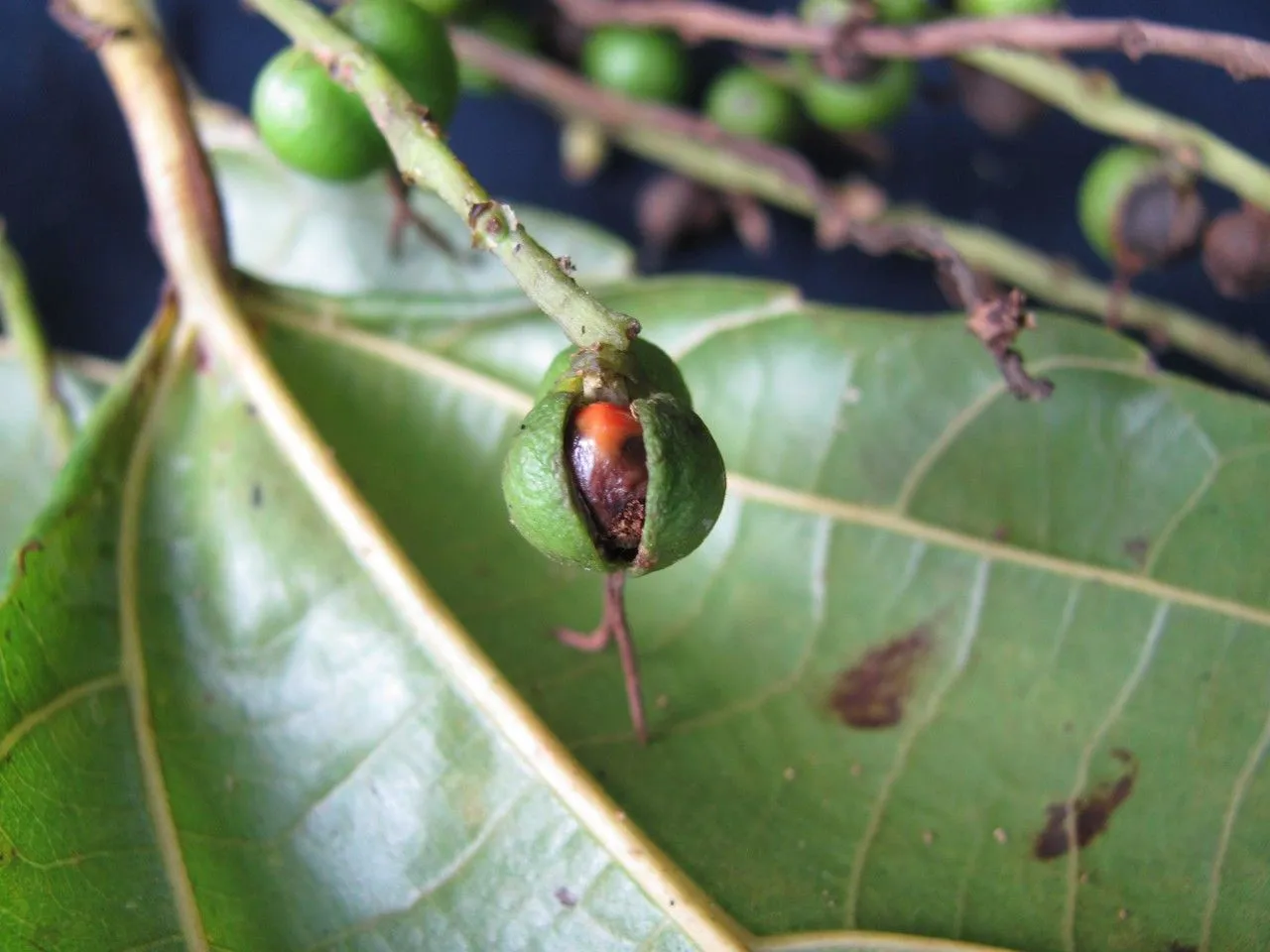 Achiotillo (Alchornea latifolia, Prodr. Veg. Ind. Occ.: 98 (1788))