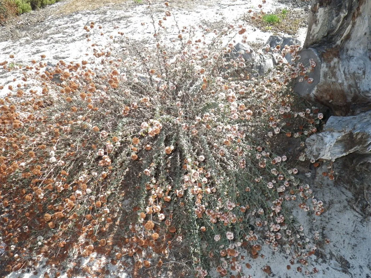 Seacliff buckwheat (Eriogonum parvifolium, A.Rees, Cycl. 13: n.º 2 (1809))