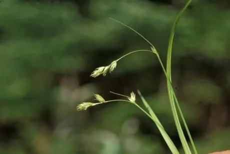 Dewey sedge (Carex deweyana, Ann. Lyceum Nat. Hist. New York 1: 65 (1824))