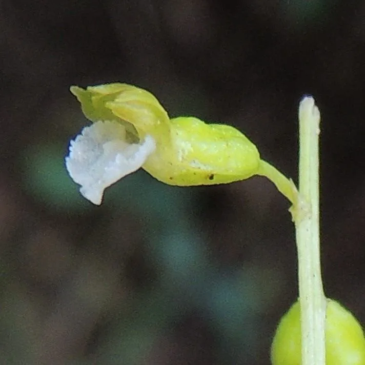 Autumn coralroot (Corallorhiza odontorhiza, Gen. N. Amer. Pl. 2: 197 (1818))