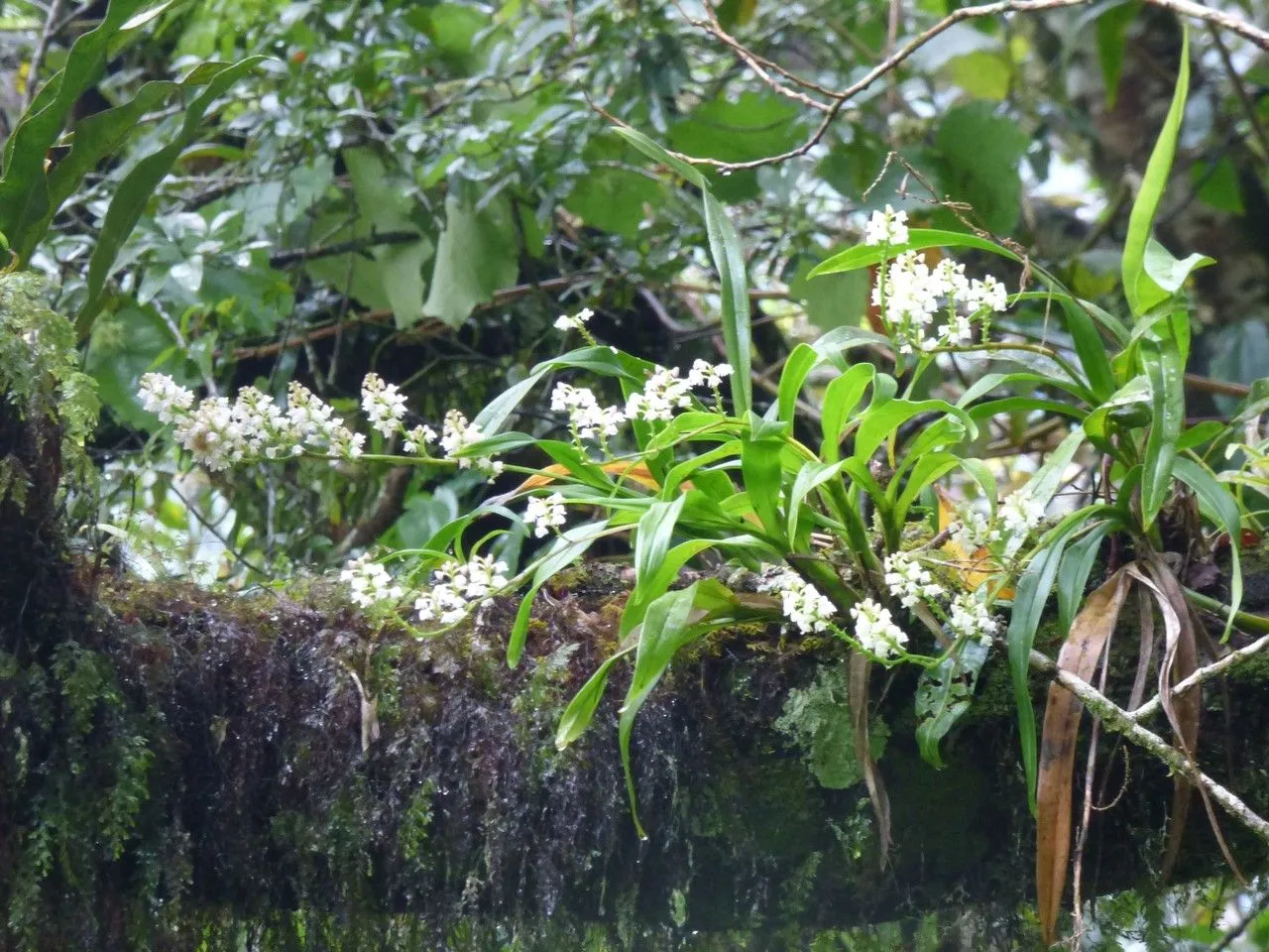 Greater yellowspike orchid (Polystachya concreta, Orquideologia 9: 206 (1974))