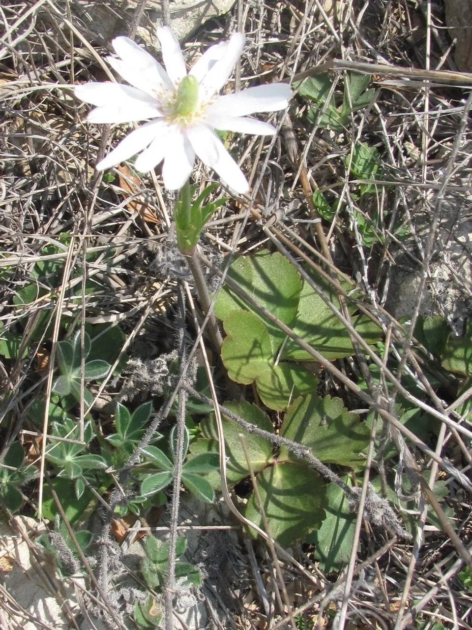 Ten-petal anemone (Anemone berlandieri, Linnaea 15: 628 (1842))