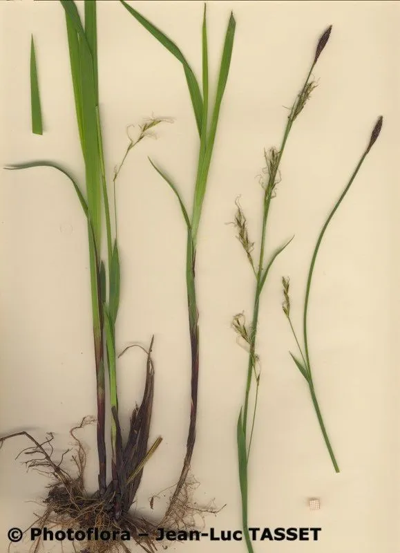 Wimper sedge (Carex pilosa, Fl. Carniol., ed. 2, 2: 226 (1771))