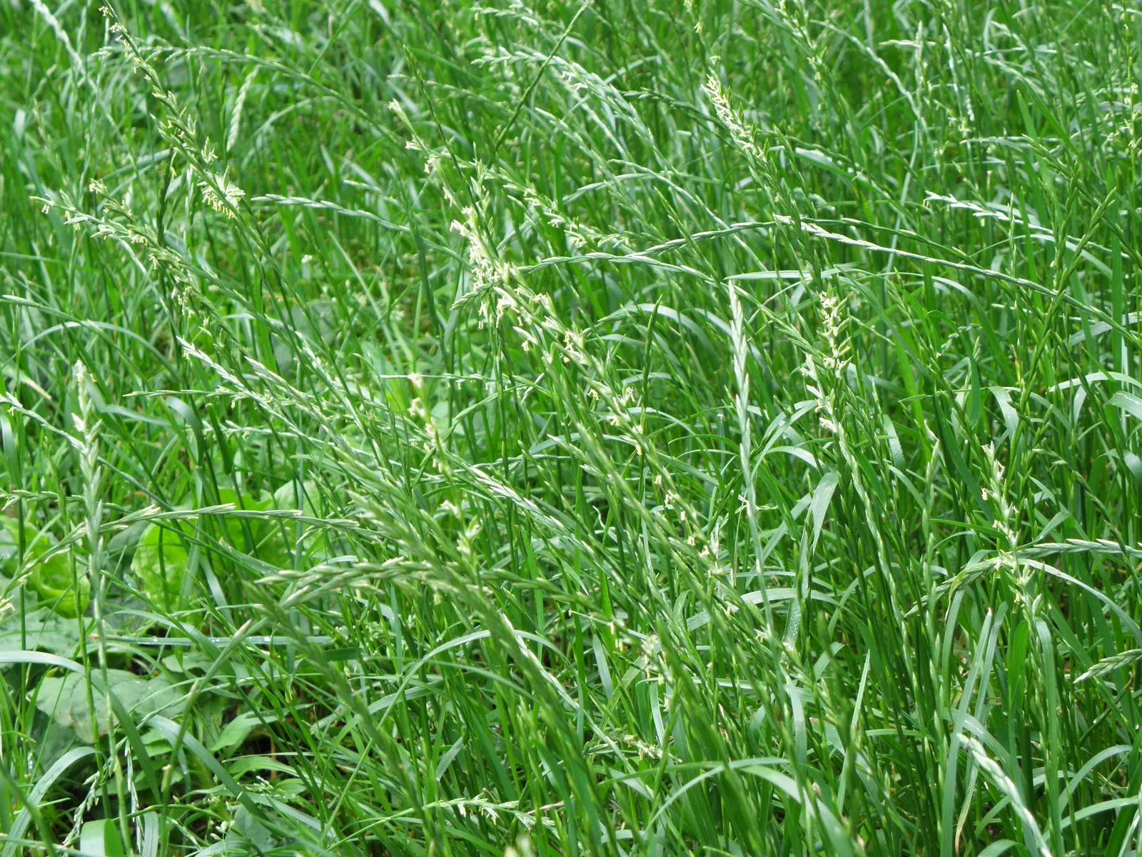 Perennial ryegrass (Lolium perenne, Sp. pl. 1:83. 1753)