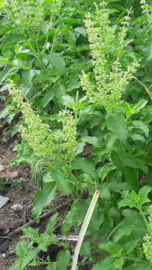 Sacred basil (Ocimum tenuiflorum, Sp. Pl.: 597 (1753))