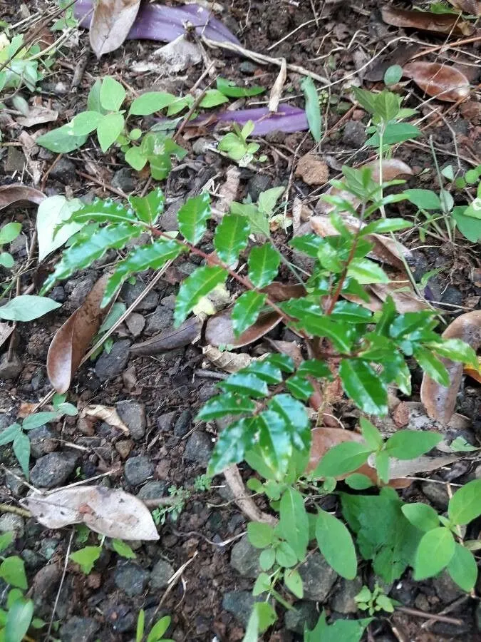 Prickly yellow (Zanthoxylum caribaeum, Encycl. 2: 39 (1786))