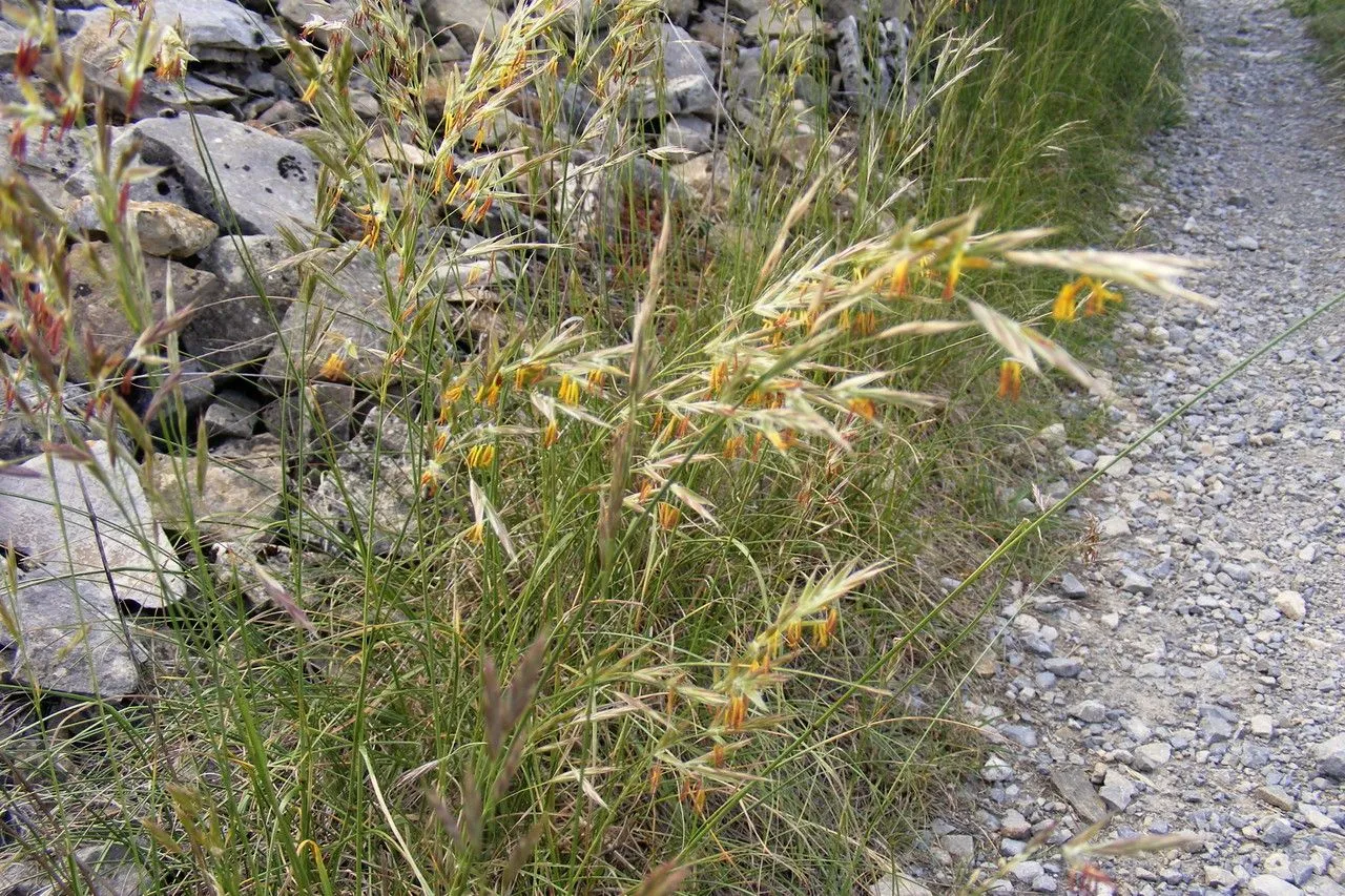 Smooth brome (Bromus racemosus, Sp. Pl. ed. 2: 114 (1762))