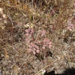 Apiaceae