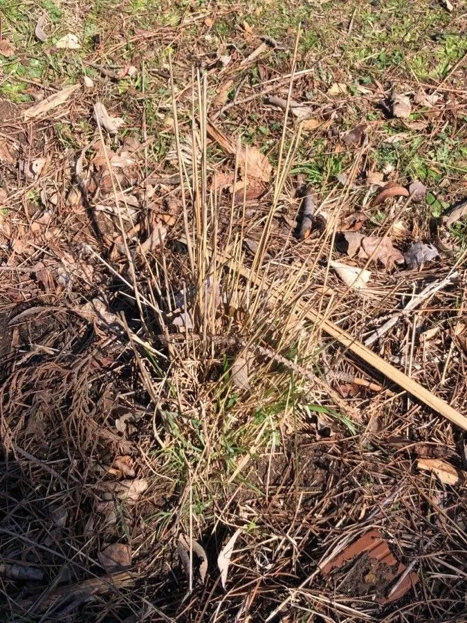 Sharp-awned feathergrass (Stipa bromoides, in Koch, Syn. Deut. Schweiz. Fl., ed. 3 3: 2718. 1907)