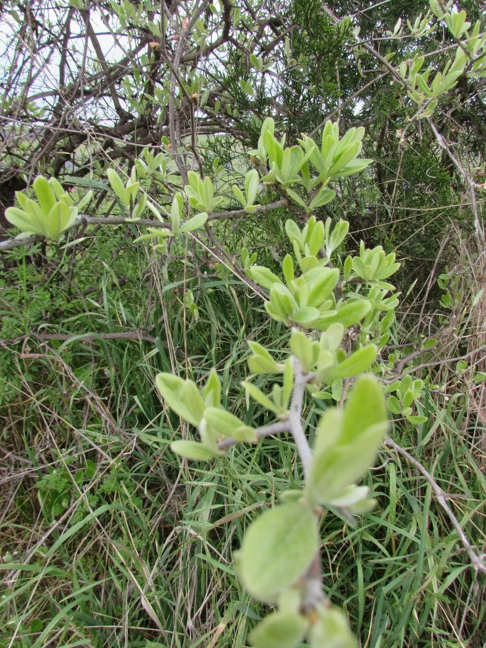 Chittamwood (Sideroxylon lanuginosum, Fl. Bor.-Amer. 1: 122 (1803))