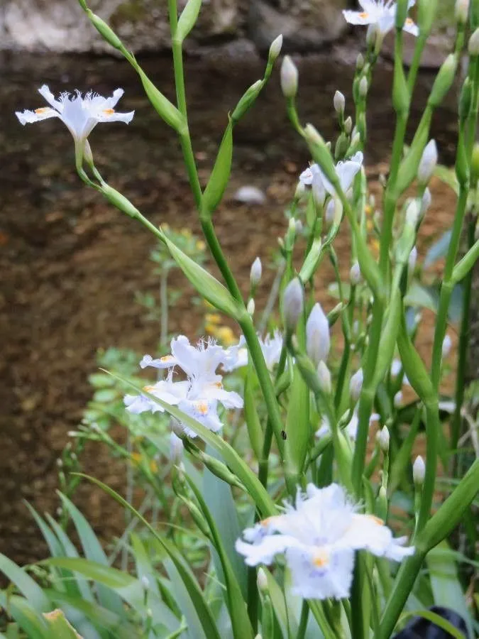 Butterfly-flower (Iris japonica, Trans. Linn. Soc. London 2: 327 (1794))