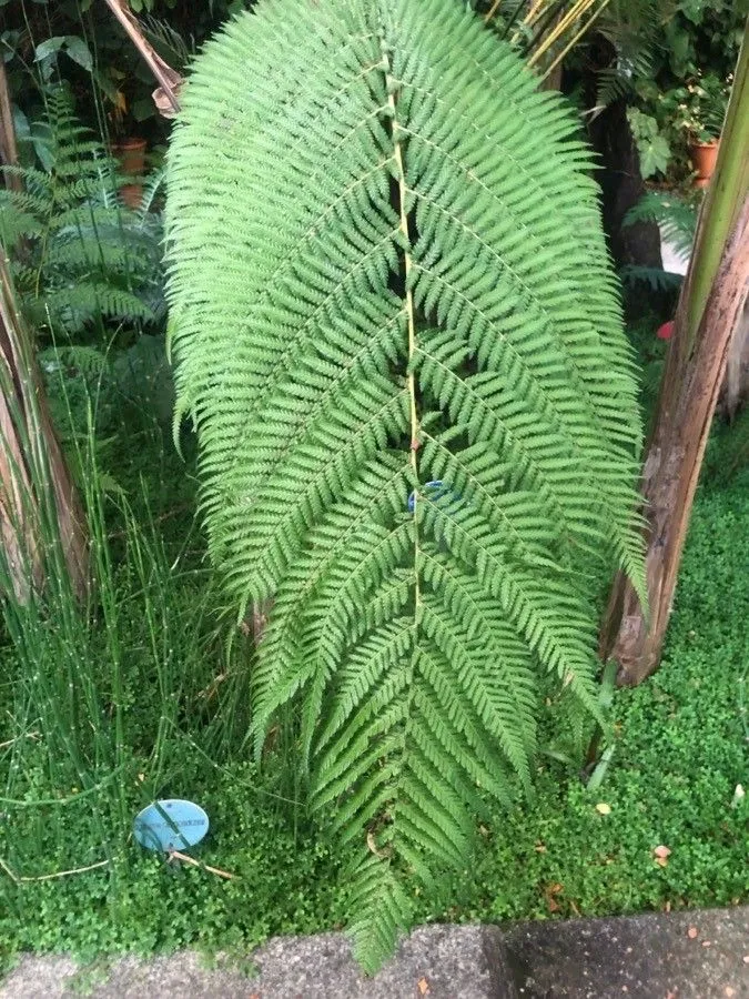 Tree fern black (Sphaeropteris medullaris, J. Bot. (Schrader) 1800(2): 122 (1801))