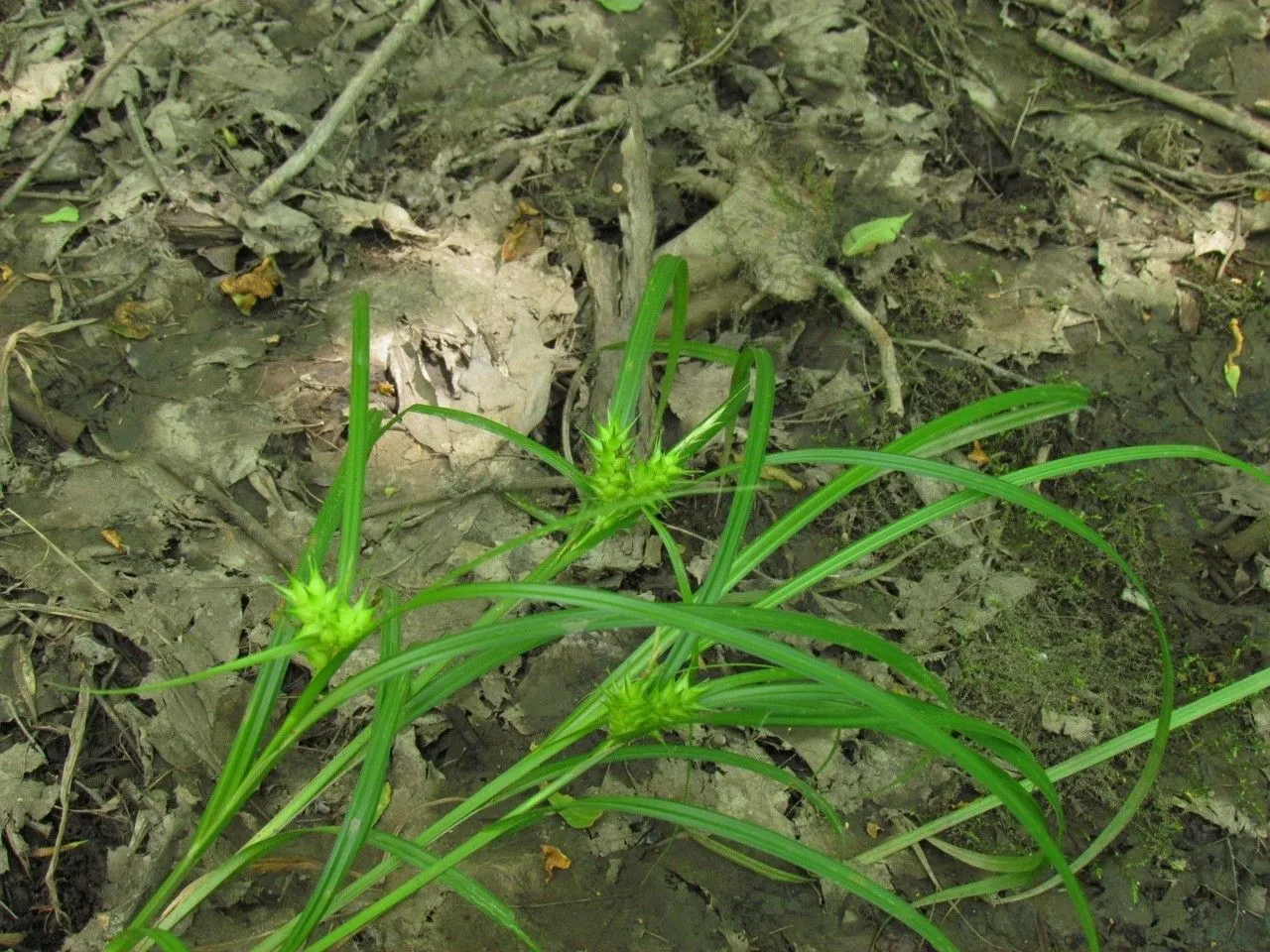 Hop sedge (Carex lupulina, Sp. Pl., ed. 4, 4: 266 (1805))