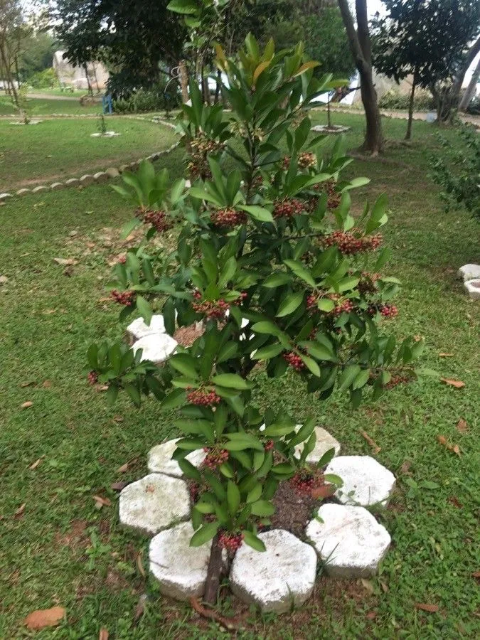 Shoe-button ardisia (Ardisia elliptica, Nov. gen. pl. 8:119. 1798)