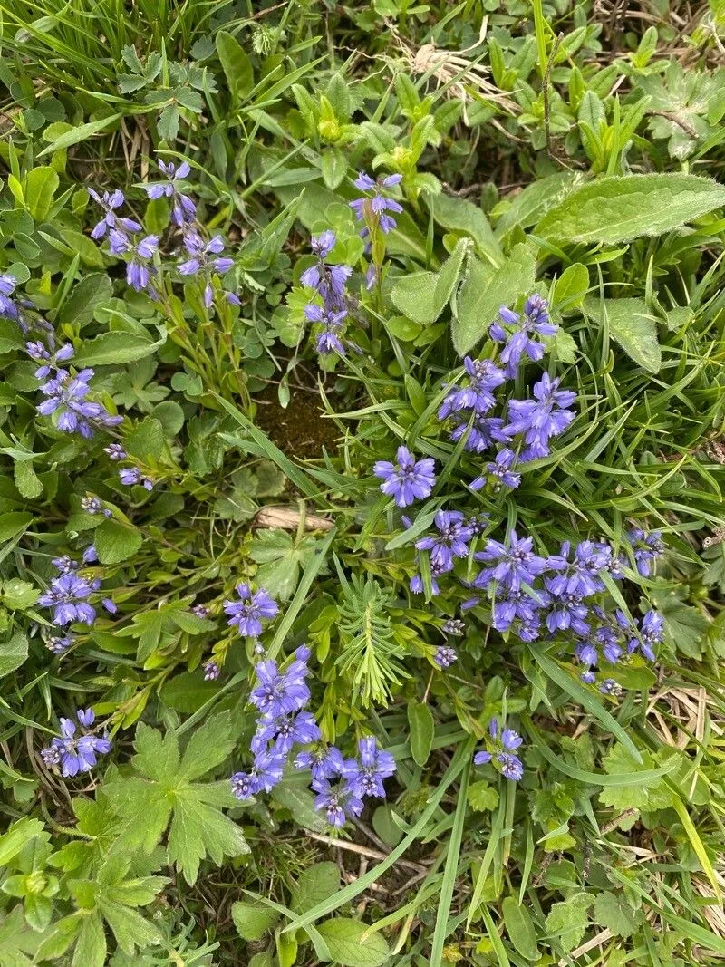 Alpine milkwort (Polygala alpina, Nomencl. Bot. 1: 642 (1821))